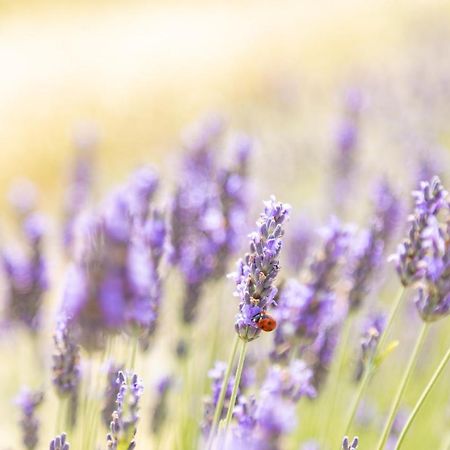 Agriturismo La Valle Della Lavanda - Podere Mezzastrada Fauglia Εξωτερικό φωτογραφία