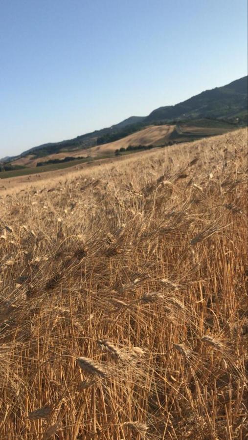Agriturismo La Valle Della Lavanda - Podere Mezzastrada Fauglia Εξωτερικό φωτογραφία