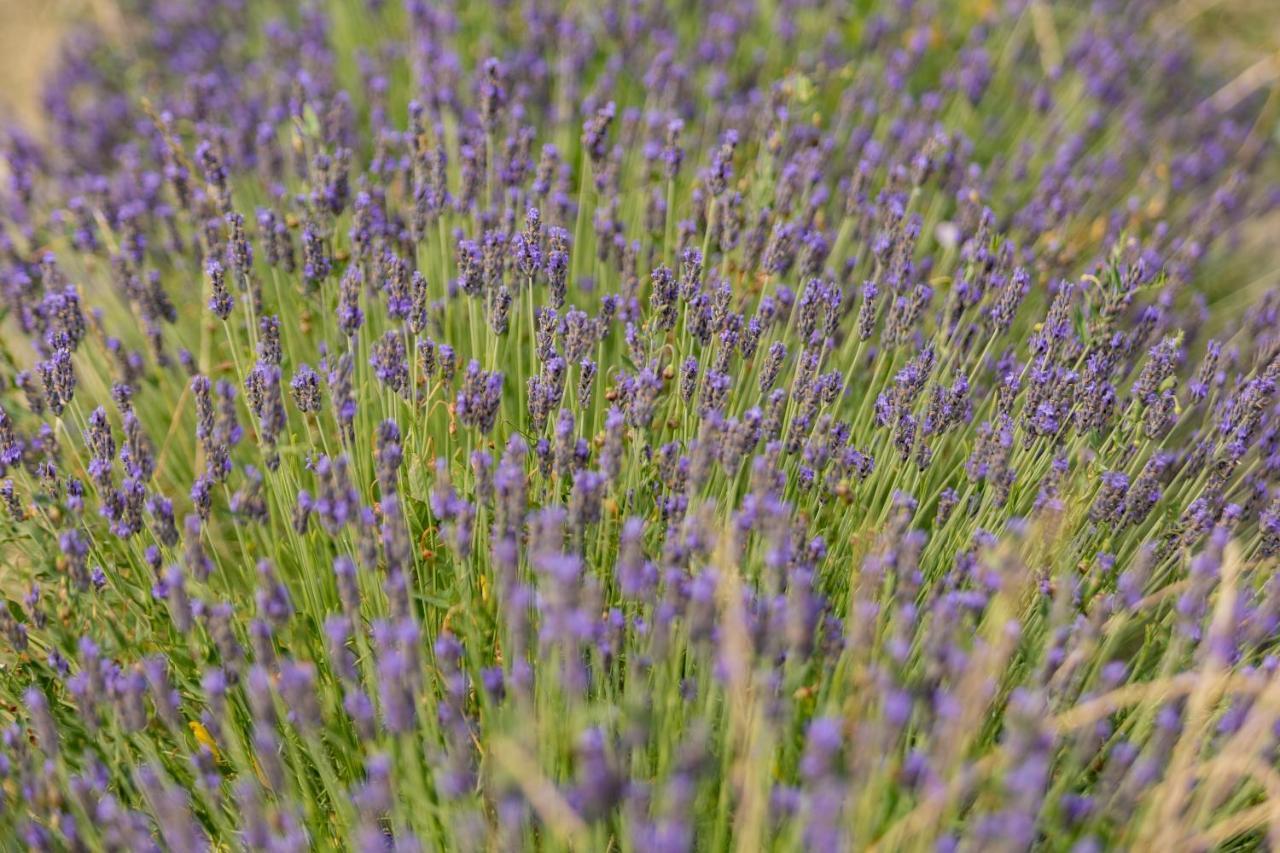 Agriturismo La Valle Della Lavanda - Podere Mezzastrada Fauglia Εξωτερικό φωτογραφία